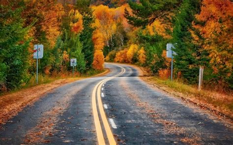 Premium Photo Empty Autumn Road With Trees In A Row On The Edges The