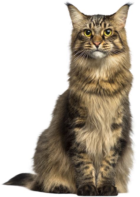 Download High Quality Cat Clipart R Realistic Transparent Png Images