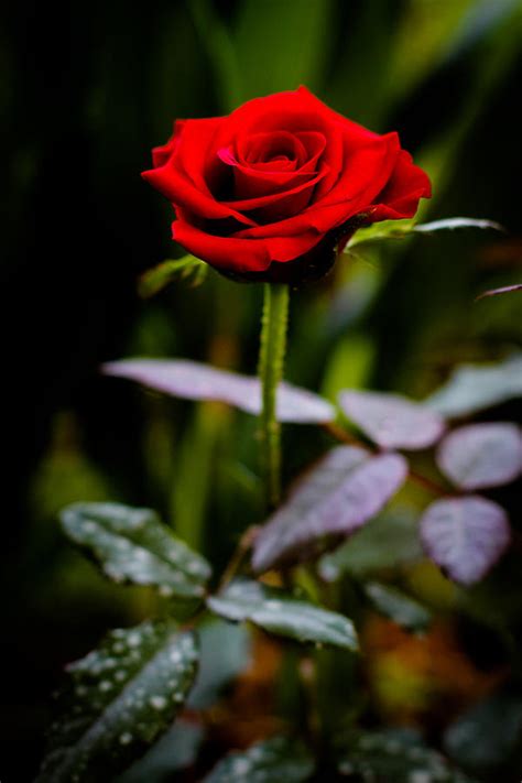 Of course, there is no need for a special occasion to send flowers, you can also just order flowers online for yourself, because a stunning bouquet makes every apartment look nicer. Rose Singapore Flower Photograph by Donald Chen