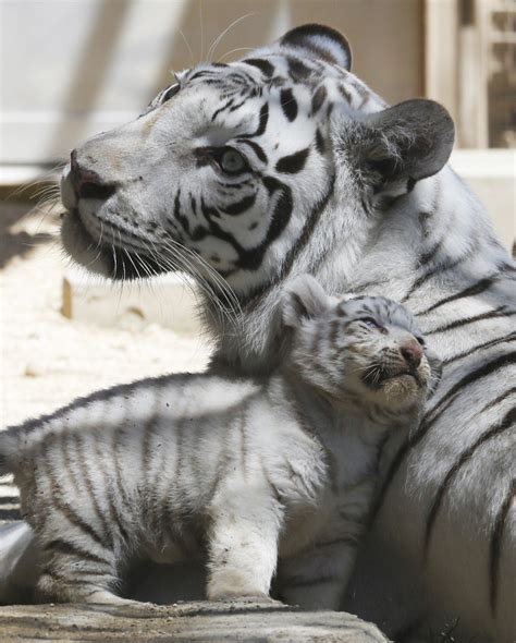 White Tigers Coat Comes From Single Change In Gene