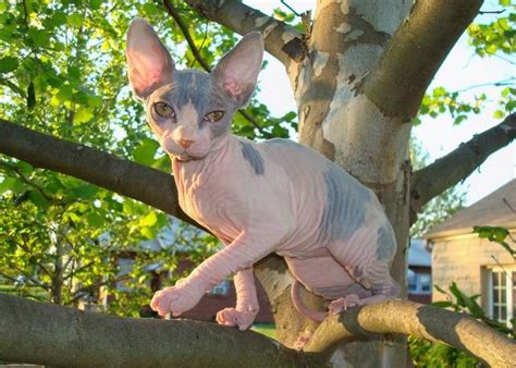 The sphynx is an inquisitive, intelligent, and extremely friendly cat. Registered Female Sphynx FOR SALE ADOPTION from Seymour ...