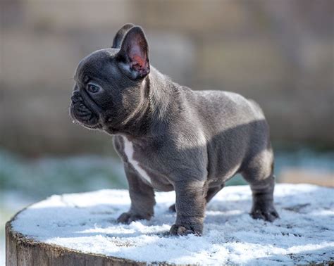 Our dogs are very healthy and receive regular vaccinations, dewormings, and health care. Blue french bulldog pups for sale. Available to the very ...