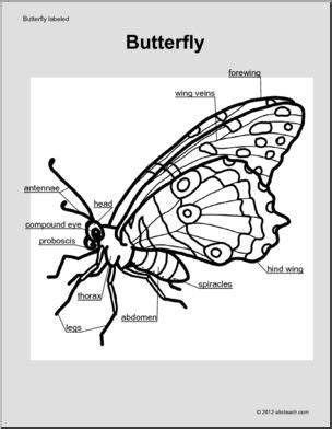 What's the best way to draw a butterfly? Animal Diagrams: Butterfly (labeled parts) | abcteach