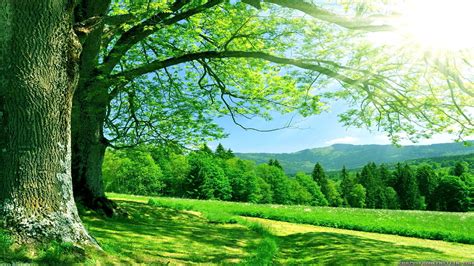 Green Nautre Tree Sky Forest Natur Wallpapers Hd