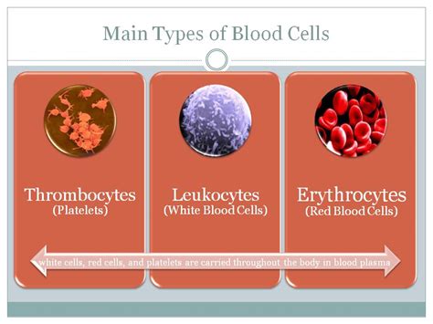 Blood Cells Arent Boring ∞ Itis