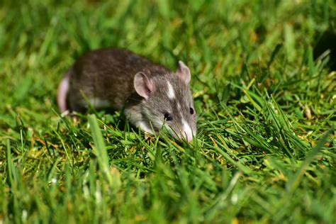Free Images Nature Grass Sweet Mouse Cute Wildlife Pet Fur