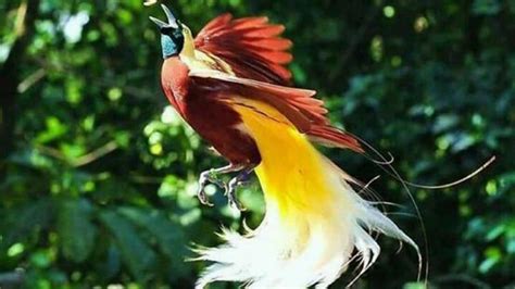 20 Burung Cendrawasih Papua