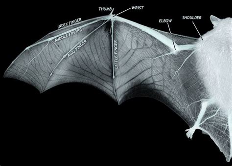Bat Wing Xray Bat Wings Bat Anatomy Bat