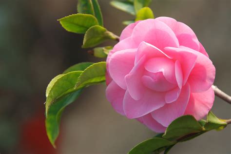 The Alabama State Flower Camellia Floraqueen En