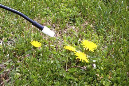 How To Get Rid Of Oxalis Weed In Your Lawn MyhomeTURF