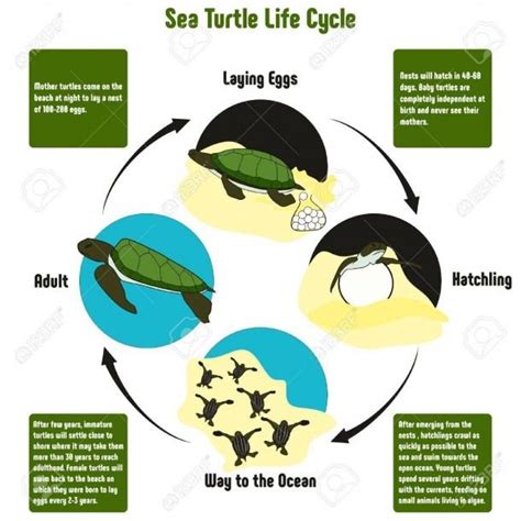Sea Turtle Diagram Sea Egg Sea Turtle Life Cycle Tattoo Sketch Art