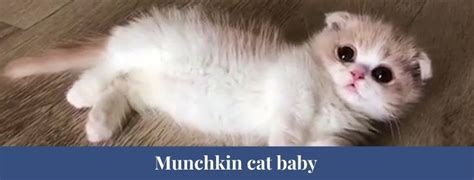 Best 15 Munchkin Cat Facts Allergies Behavior Lifespan Zoological