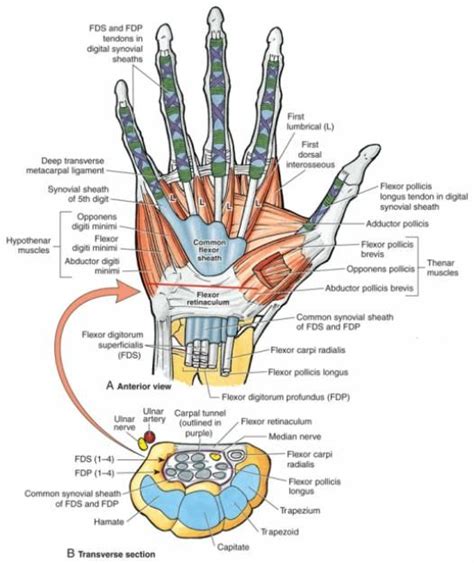 View Of The Wrist Showing The Flexor Retinaculum At The Wrist And The Carpal Tunnel Where The