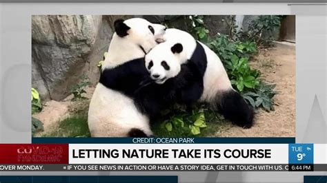 Nature Takes Over As Giant Pandas Finally Mate After 10 Years Of Trying
