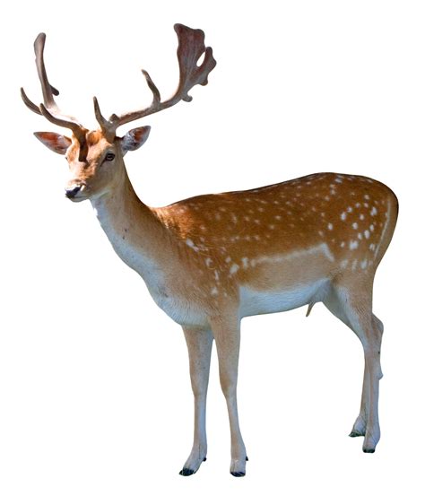 Download Deer Png Image For Free