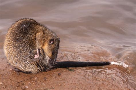 Australian Native Water Rat Series A Photo On Flickriver