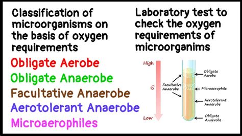 Classification Of Anaerobic Bacteria