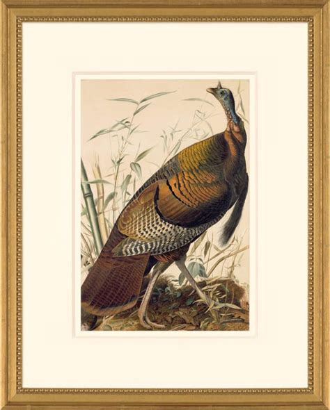 audubon s watercolors octavo pl 1 wild turkey