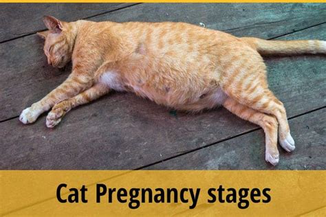 Cat Pregnancy Stages Week By Week
