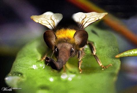 Bumblephant Bee Manipulation Photography Art Contest