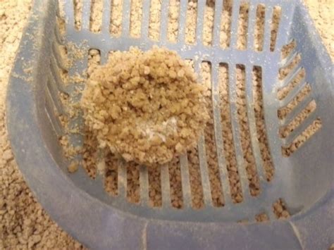 Cat litter crystals typically contain silica gel which is comprised of silica dioxide sand, oxygen and water. Cystitis in Cats, Symptoms, Causes, Home Treatments and ...