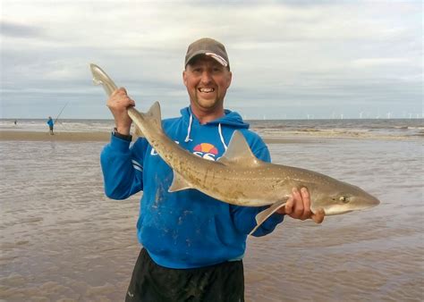 Last Gasp Smoothhounds In Skegness Pier Angling Club Match Planet Sea