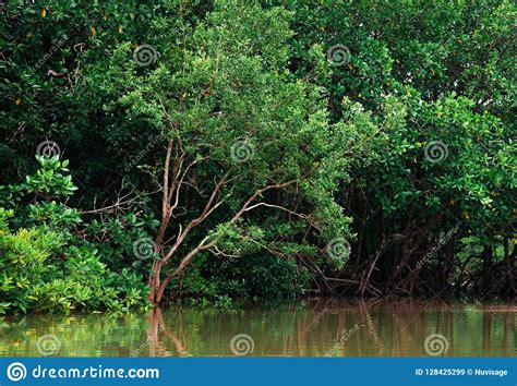 Big Magle Tree In Thailand Tropical Mangrove Swamp Forest Lush E Stock