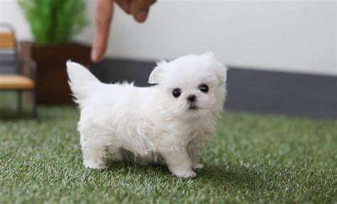 Teacup Maltese 12 Surprising Things To Know Before Adopt In 2020