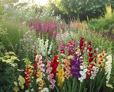 Top 10 Flori Bulboase De Vară Care Se Plantează în Aprilie Adela