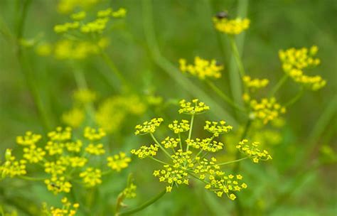 Wild Parsnip Stock Photos Pictures And Royalty Free Images Istock