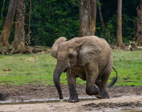 Premium Photo Forest Elephant In The Forest Edge Republic Of Congo
