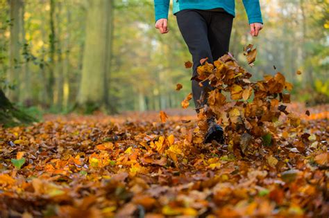 Discover The National Trusts Best Autumn Walks By Region National