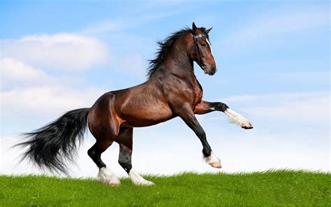 Large Black Horse Running In A Field Of Green Grass Desktop Wallpaper