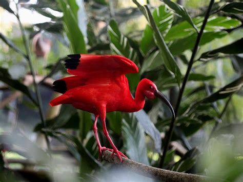 Scarlet Ibis The National Bird Of Trinidad And Tobago Port Of Spain