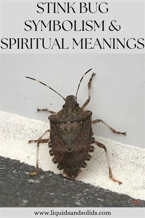 Stink Bug Symbolism And Spiritual Meanings