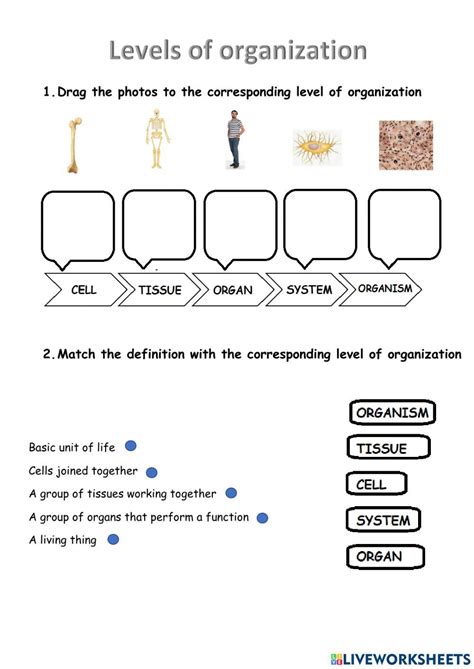 Levels Of Organization Of Living Things Worksheet In 2022 Cells