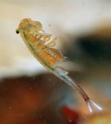 Careful Where You Step Fairy Shrimp May Be Underfoot The New York Times