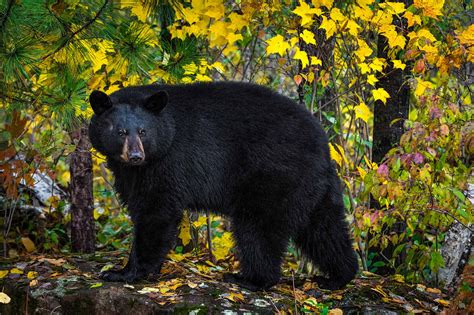 Where Do Black Bears Live In Washington State A Z Animals