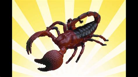 For beginners, the most universally recommended scorpion species to keep as a pet is the emperor scorpion. Giant Scorpion - YouTube