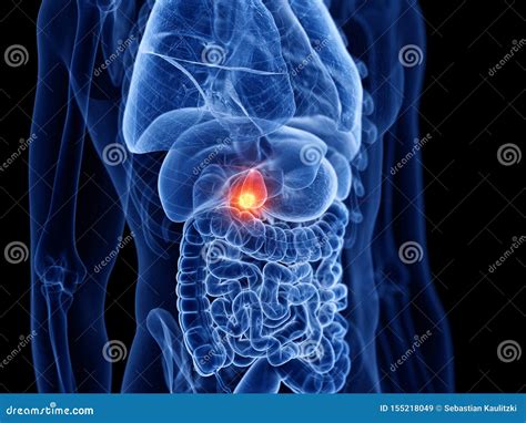 3d Rendered Medically Accurate Illustration Of Male Organs Gallbladder 17e