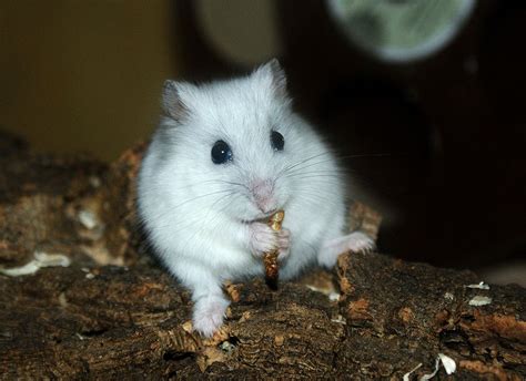 White Djungarian Hamster White Hamster Djungarian Mealworm Хомяки