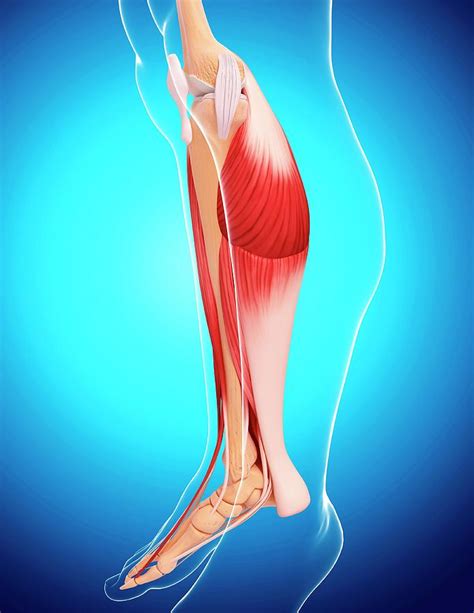 Human Leg Musculature Photograph By Pixologicstudioscience Photo
