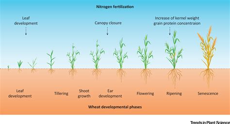 Perspective On Wheat Yield And Quality With Reduced Nitrogen Supply