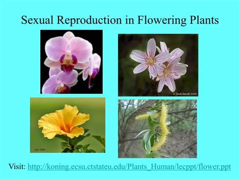 Ppt Sexual Reproduction In Flowering Plants Powerpoint Presentation