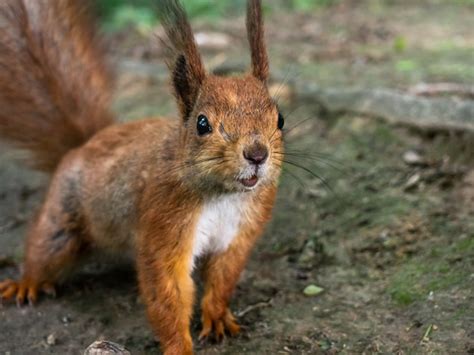 Premium Photo Funny Squirrel Close Up