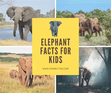 Elephant Facts For Kids All You Need To Know