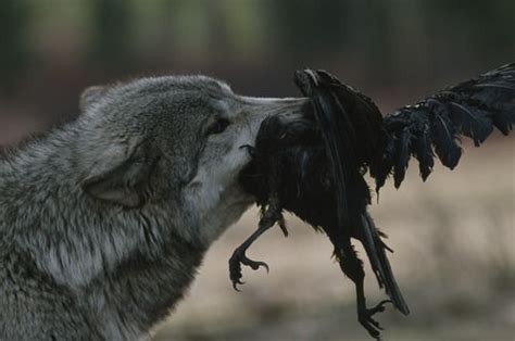 Wolf Catches A Raven Natureismetal