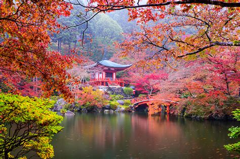 Фотография Киото Япония осенние Природа Пруд Парки Пагоды на ветке