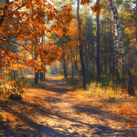 🇺🇦 Path In An Autumn Forest Kiev Ukraine By Mykhailo Sherman Cr🍂