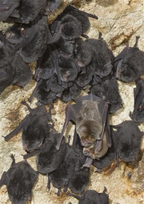 Scientists Unlock Secret Of Rabies Transmission In Bats E Science News